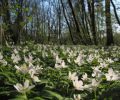 5 roślin, które znajdziesz wiosną w lesie