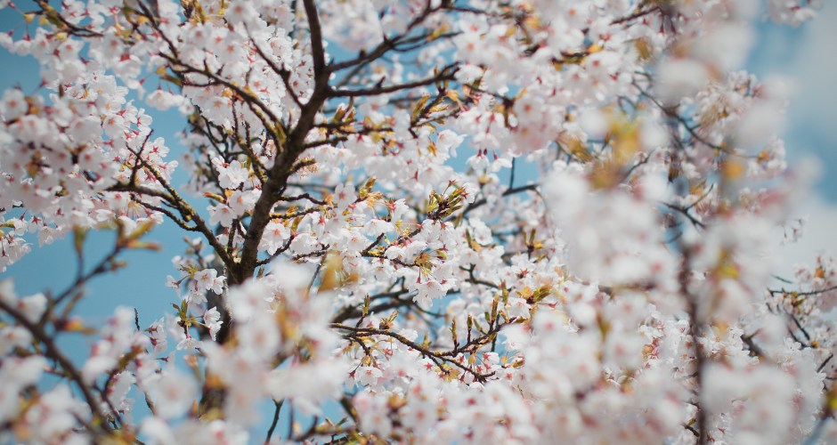 kwitnące drzewo_slajder